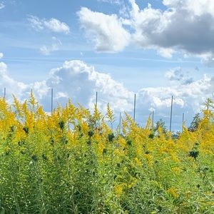 Meet your Posher, Samra